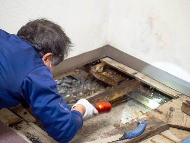 Best Mold Remediation Services  in Port Townsend, WA