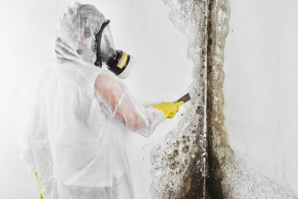 Trusted Port Townsend, WA Mold Removal Experts