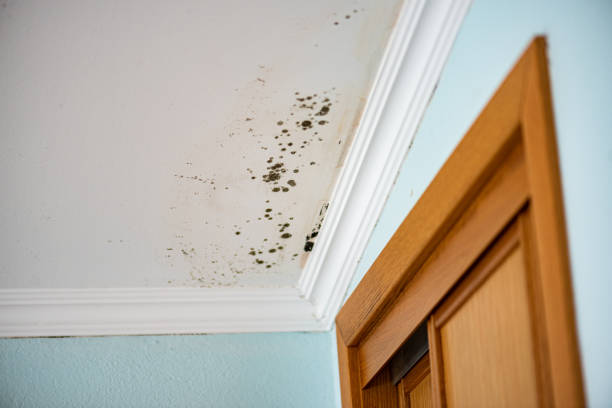 Best Affordable Mold Removal  in Port Townsend, WA