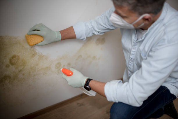 Best Certified Mold Removal  in Port Townsend, WA