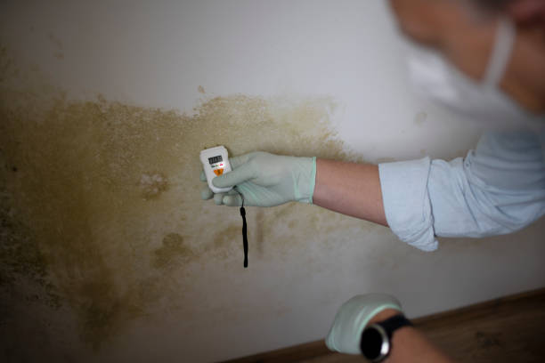 Best Commercial Mold Removal  in Port Townsend, WA