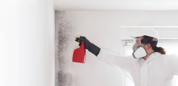 Best Crawl Space Mold Removal  in Port Townsend, WA