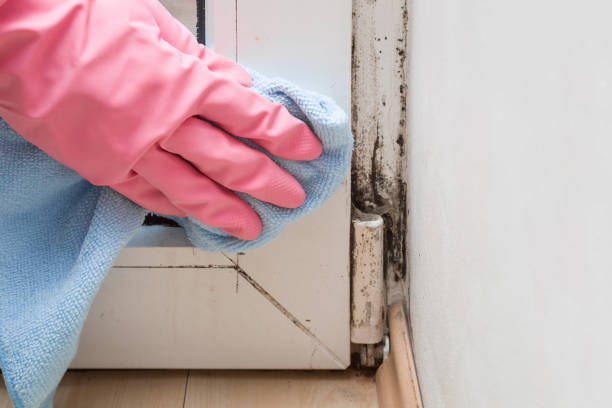 Best Mold Testing  in Port Townsend, WA