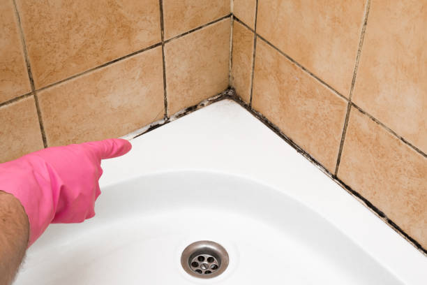 Best Mold Removal Near Me  in Port Townsend, WA