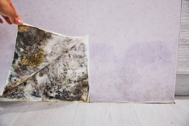 Best Home Mold Removal  in Port Townsend, WA
